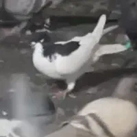 کبوتر