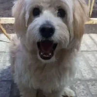 سگ شیتزو بینظیر