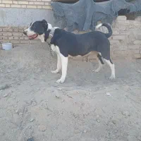 سگ آلابای نر|سگ|ماهدشت, |دیوار