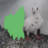 ماده پلاکی..معاوضه بانرپلاکی