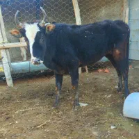 تلیسه گاو قربانی نزاییده شش دندان گوساله نزاییده