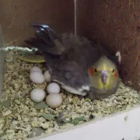 عروس هلندی نرو ماده ب شرط