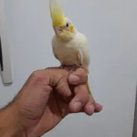 عروس هلندی  کاملا دستی  و فنج گلدین نر بخون|پرنده|اردبیل, |دیوار