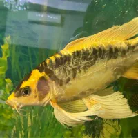 کوی مایان و باترفلای|ماهی|ری, جوانمرد قصاب|دیوار