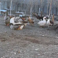 گله مولد قوغاز اوکراینی و غاز آفریقایی کرک