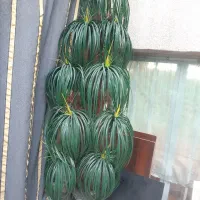 نخل تزیینی