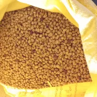 فروش بذر لوبیا چیتی کوشا