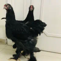 جوجه خروس برهما بلک