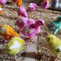 جوجه|حیوانات مزرعه|شباب, |دیوار