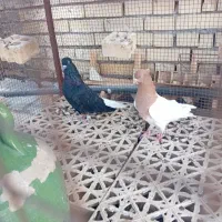 سوسنگرد نوادزگا