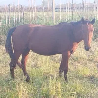 اسب و مادیان|اسب و تجهیزات اسبسواری|فومن, |دیوار