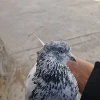 کبوتر غریب گیری ماده