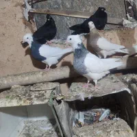 کبوتر طوقی و زاغ|پرنده|یاسوج, |دیوار