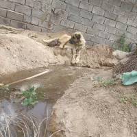 سگ سرابی با دوتا توله نر ماده