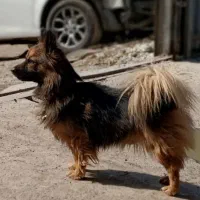 پامر اشپیتز نر