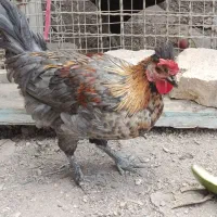 مرغ  .وجوجه مرغ