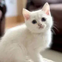 فروش گربه