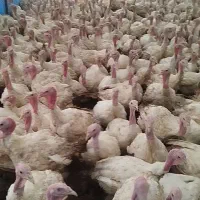 بوقلمون بیوتی ۶|حیوانات مزرعه|اصفهان, ارغوانیه|دیوار