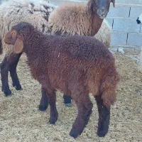 فروش شیشک افشاری