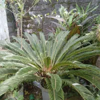 گل و گیاه|گل و گیاه طبیعی|خمام, |دیوار