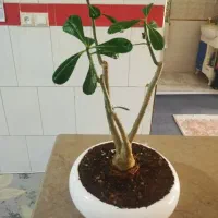 فروش گل های اپارتمانی|گل و گیاه طبیعی|شیراز, شهرک مهدی‌آباد|دیوار