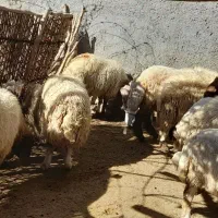 بره -کاور|حیوانات مزرعه|سیوان, |دیوار