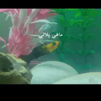 معاوضه ماهی آکواریومی گیاه خوار با ماهی گوشتخوار