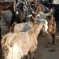 بز خشک