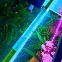 اکواریوم ۸۰سانت در ۴۵ ارتفا ۴۵ فول پلنت و ماهی|ماهی|نقده, |دیوار