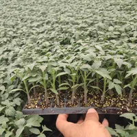 (نشاء گوجه بادمجان)