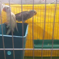 جوجه طوطی برزیلی دونخور|پرنده|پردیس, فاز ۸|دیوار