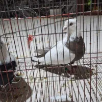 کبوتر دمی اصل|پرنده|یاسوج, |دیوار