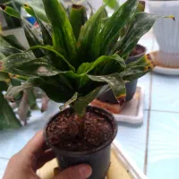 گلهای خانگی|گل و گیاه طبیعی|میبد, |دیوار