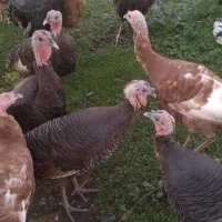 فروش بقلمون|حیوانات مزرعه|رشت, گیل|دیوار