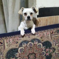 توله سگ اشتپیز|سگ|گرگان, |دیوار