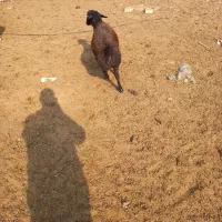 2راس بره نره|حیوانات مزرعه|جوادآباد, |دیوار