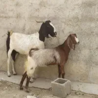 بزپاکستانی جوان کهره دار