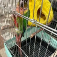 گیرینچیک|پرنده|نظرآباد, رسالت|دیوار