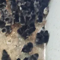 جوجه مرندی پنج روزه