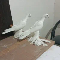 کبوتر  اغ ایاخلی