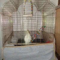 عروس هلندی با قفس،یک میلیون و شیصد|پرنده|اصفهان, شهرک کاوه|دیوار