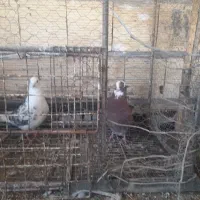 کبوتر تهرانی