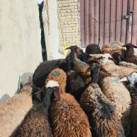 27راس میش آبستن