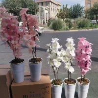 درختچه بهشتی