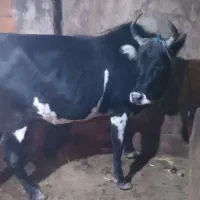 گاو جوان آبستن