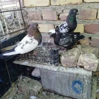 دوجفت پرشی جفت کله ای جفت سینه ای|پرنده|زابل, |دیوار