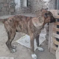 سگ افغان سراب پژدر