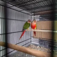 راهب، گرینچیک، مرغ عشق انگلیسی و پروانه‌ای