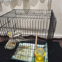 عروس هلندی گمشده