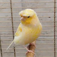قناری نر گلستر کاکلی آواز خوان عروسک|پرنده|اسلام‌شهر, شهرک سعیدیه|دیوار